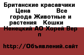 Британские красавчики › Цена ­ 35 000 - Все города Животные и растения » Кошки   . Ненецкий АО,Хорей-Вер п.